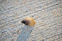 Snail